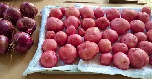 onions n red potatoes 680.jpg